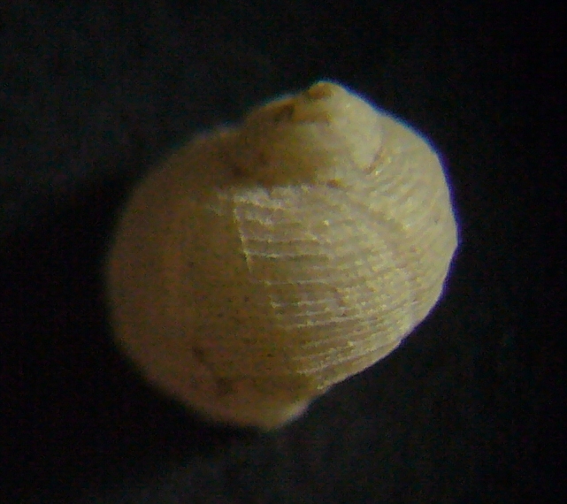 Piccolo gasteropode